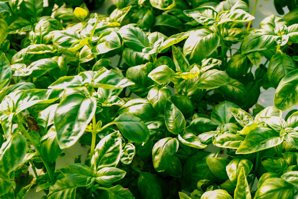 basil2